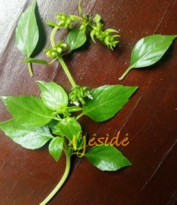 Lemon Basil leaves erroneously called Curry leaves in Nigeria