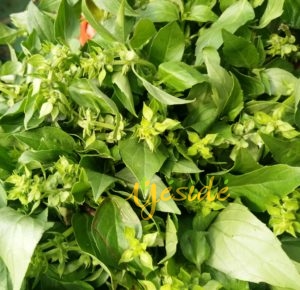 Bunch of Lemon basil leaves erroneously called curry leaves in Nigeria