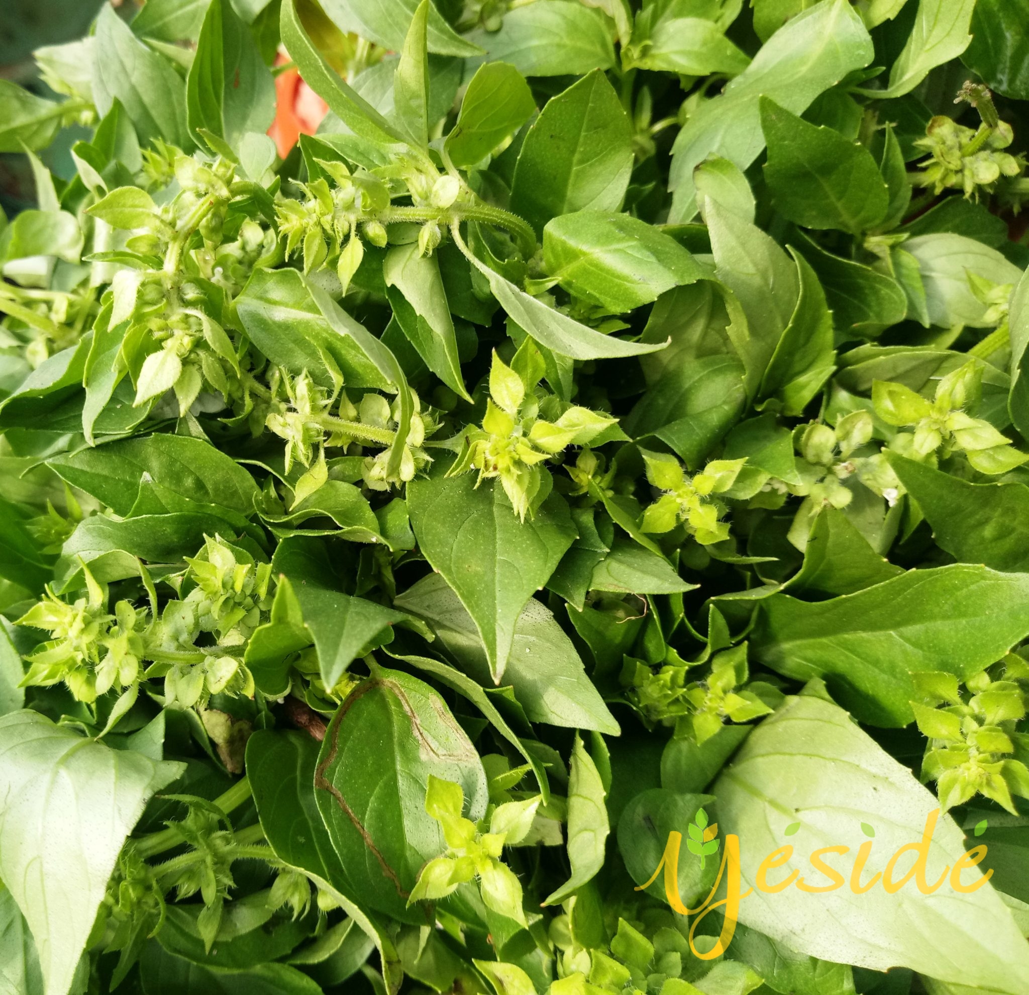 Lemon Basil is Called Curry Leaves in Nigeria BeHealthyAfrica