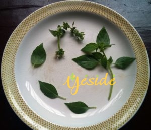 Lemon basil leaves on a saucer