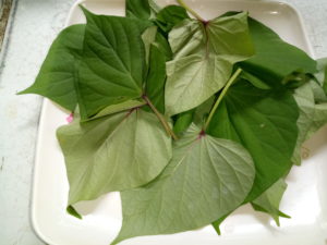 Sweet potato leaves