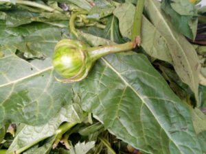 garden egg leaves (igbo)