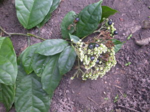 Marugbo leaves, clerodendrum volubile. Also called Obenetete, Belentientien, Eweta